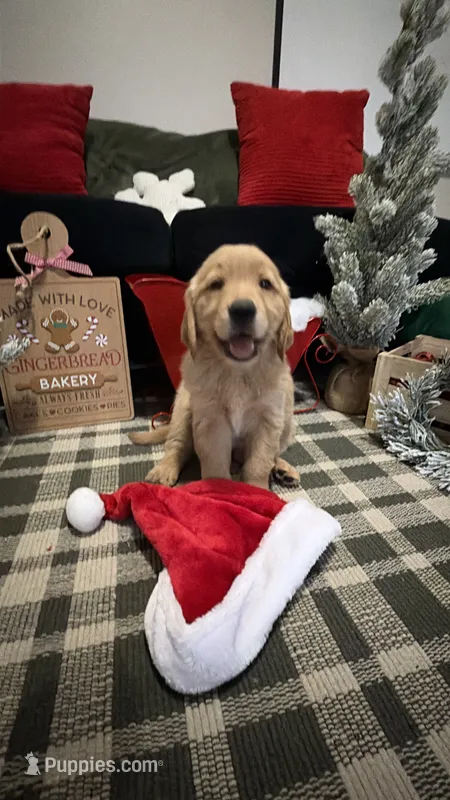 Santa , a male Golden Retriever for sale in Lakeland, FL – 1 of 6