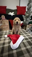 Santa , a male Golden Retriever for sale in Lakeland, FL – 1 of 6