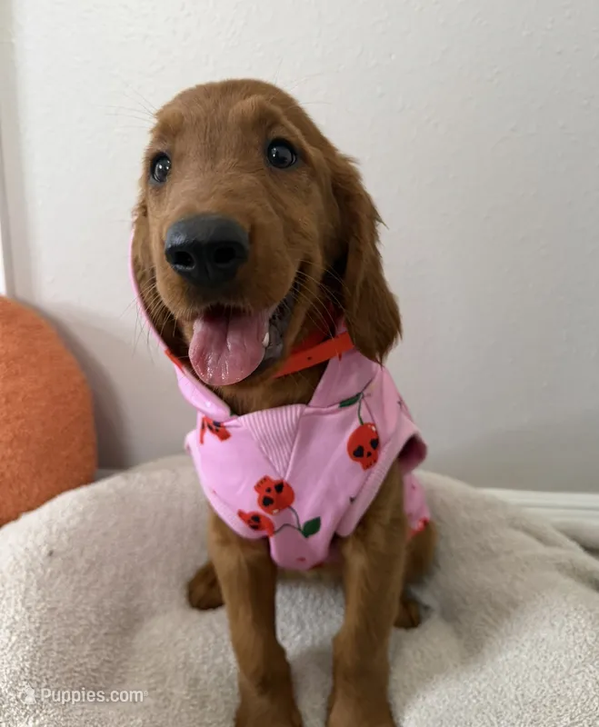 Cherry – Golden Retriever puppy for sale in Lakeland, FL