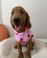 Cherry, a female Golden Retriever for sale in Lakeland, FL – 1 of 4