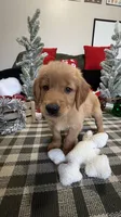 Claus , a male Golden Retriever for sale in Lakeland, FL – 7 of 8
