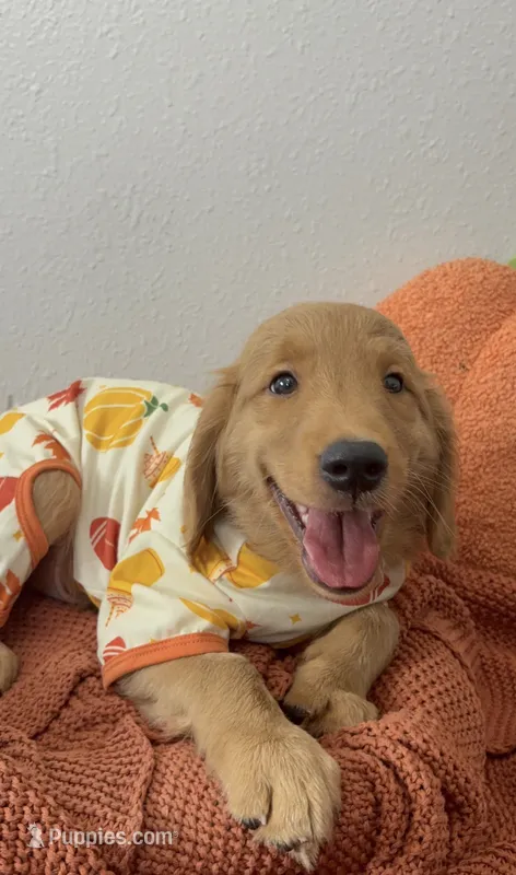 Jack-O – Golden Retriever puppy for sale in Lakeland, FL