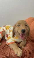 Jack-O, a male Golden Retriever for sale in Lakeland, FL – 1 of 3
