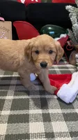 Rudolph , a male Golden Retriever for sale in Lakeland, FL – 4 of 7