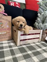 Jolly, a male Golden Retriever for sale in Lakeland, FL – 6 of 9