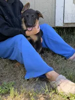 Diesel , a male German Shepherd Dog for sale in Lakeland, FL – 3 of 3