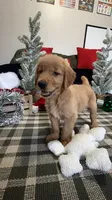 Claus , a male Golden Retriever for sale in Lakeland, FL – 5 of 8