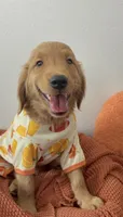 Jack-O, a male Golden Retriever for sale in Lakeland, FL – 2 of 3