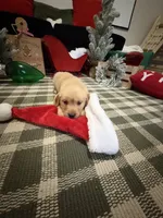 Noel , a female Golden Retriever for sale in Lakeland, FL – 5 of 5