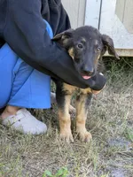 Ram, a male German Shepherd Dog for sale in Lakeland, FL – 2 of 4