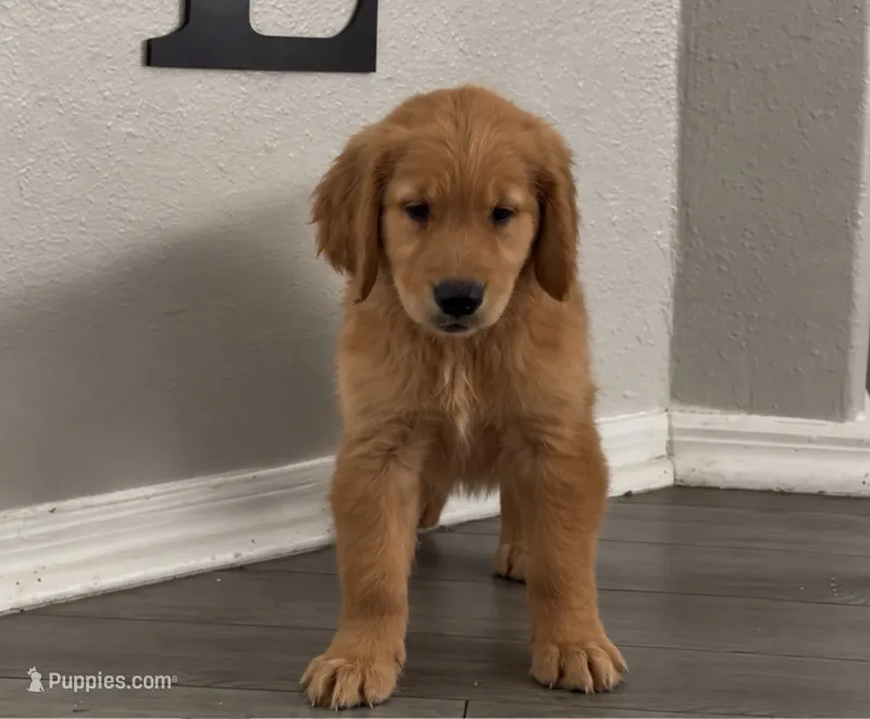 Cherry – Golden Retriever puppy for sale in Lakeland, FL