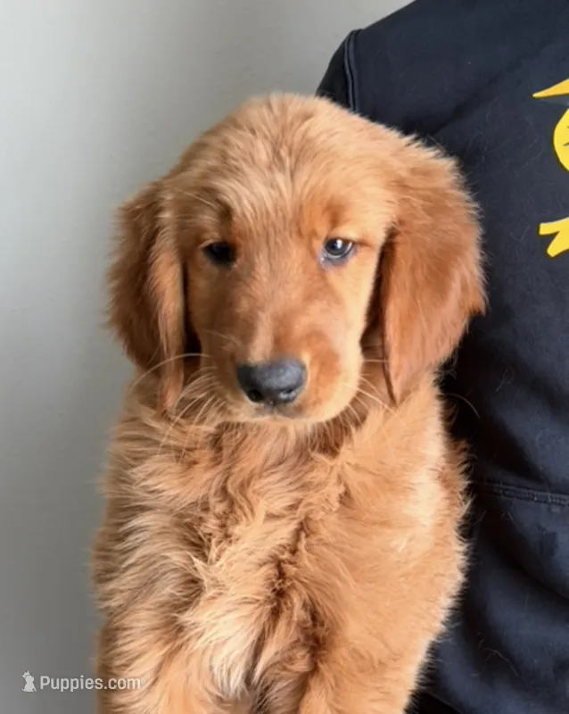 Wednesday  – Golden Retriever puppy for sale in Lakeland, FL