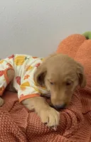 Jack-O, a male Golden Retriever for sale in Lakeland, FL – 3 of 3