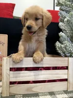 Jolly, a male Golden Retriever for sale in Lakeland, FL – 9 of 9