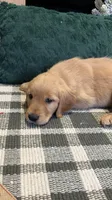 Aspen, a male Golden Retriever for sale in Lakeland, FL – 5 of 5