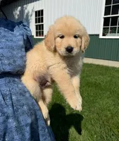 Murphy , a male Golden Retriever for sale in Lakeland, FL – 3 of 3