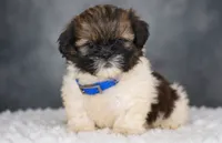 Winston , a male Shih Tzu for sale in Lakeland, FL – 3 of 3