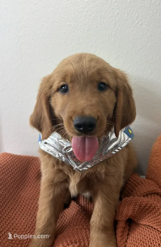 Comet  – Golden Retriever puppy for sale in Lakeland, FL