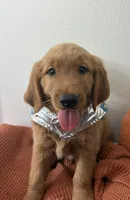 Comet , a male Golden Retriever for sale in Lakeland, FL – 1 of 4