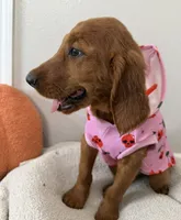 Cherry, a female Golden Retriever for sale in Lakeland, FL – 2 of 4