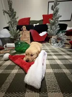 Noel , a female Golden Retriever for sale in Lakeland, FL – 4 of 5