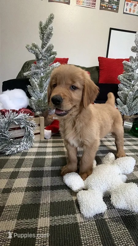 Claus , a male Golden Retriever for sale in Lakeland, FL – 1 of 8