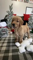 Claus , a male Golden Retriever for sale in Lakeland, FL – 1 of 8