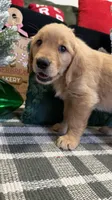 Aspen, a male Golden Retriever for sale in Lakeland, FL – 1 of 5
