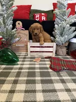 Buddy, a male Golden Retriever for sale in Lakeland, FL – 7 of 8