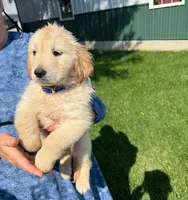 Marshmallow , a male Golden Retriever for sale in Lakeland, FL – 3 of 3