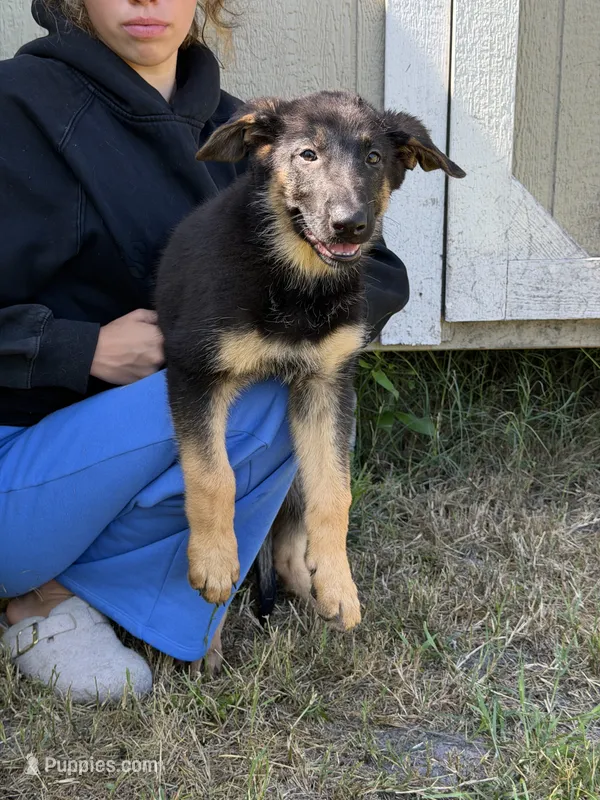 Trixie  – German Shepherd Dog puppy for sale in Lakeland, FL