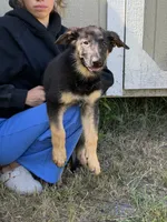 Trixie , a female German Shepherd Dog for sale in Lakeland, FL – 1 of 5