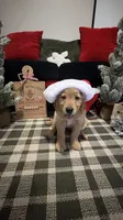 Santa , a male Golden Retriever for sale in Lakeland, FL – 5 of 6