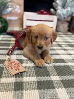 Holly , a male Golden Retriever for sale in Lakeland, FL – 9 of 9