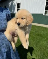 Murphy , a male Golden Retriever for sale in Lakeland, FL – 2 of 3