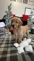Claus , a male Golden Retriever for sale in Lakeland, FL – 3 of 8