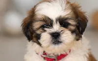 Bentley , a male Shih Tzu for sale in Lakeland, FL – 3 of 3