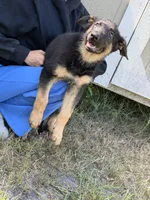 Trixie , a female German Shepherd Dog for sale in Lakeland, FL – 4 of 5