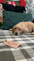 Aspen, a male Golden Retriever for sale in Lakeland, FL – 2 of 5