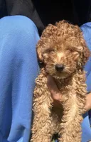 Teddy, a male Poodle - Miniature  for sale in Lakeland, FL – 3 of 3