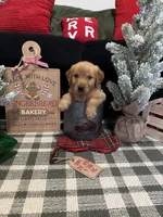 Chestnut , a male Golden Retriever for sale in Lakeland, FL – 8 of 8
