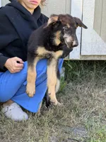 Trixie , a female German Shepherd Dog for sale in Lakeland, FL – 2 of 5