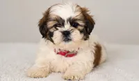Bentley , a male Shih Tzu for sale in Lakeland, FL – 2 of 3