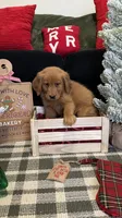 Buddy, a male Golden Retriever for sale in Lakeland, FL – 5 of 8