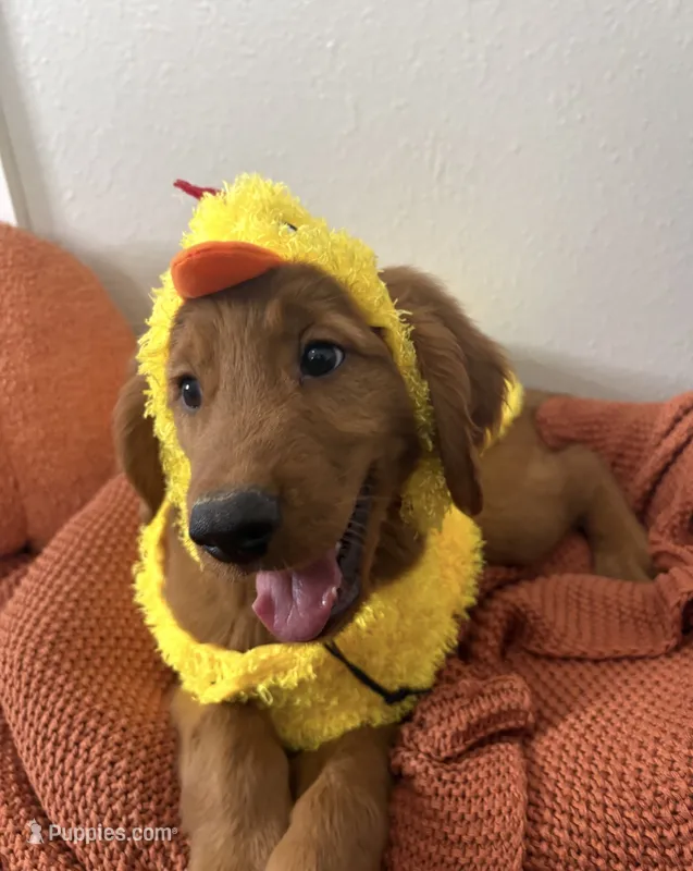 Chicken little  – Golden Retriever puppy for sale in Lakeland, FL