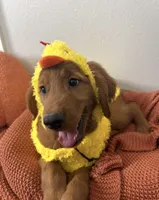 Chicken little , a male Golden Retriever for sale in Lakeland, FL – 1 of 4
