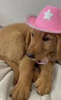 Dolly, a female Golden Retriever for sale in Lakeland, FL – 3 of 3