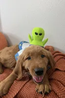 Comet , a male Golden Retriever for sale in Lakeland, FL – 3 of 4