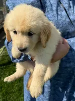 Henry, a male Golden Retriever for sale in Lakeland, FL – 2 of 3