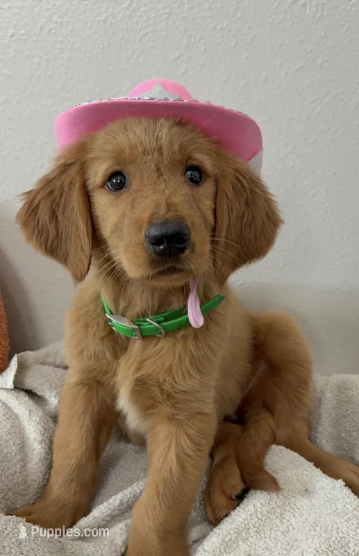 Dolly – Golden Retriever puppy for sale in Lakeland, FL